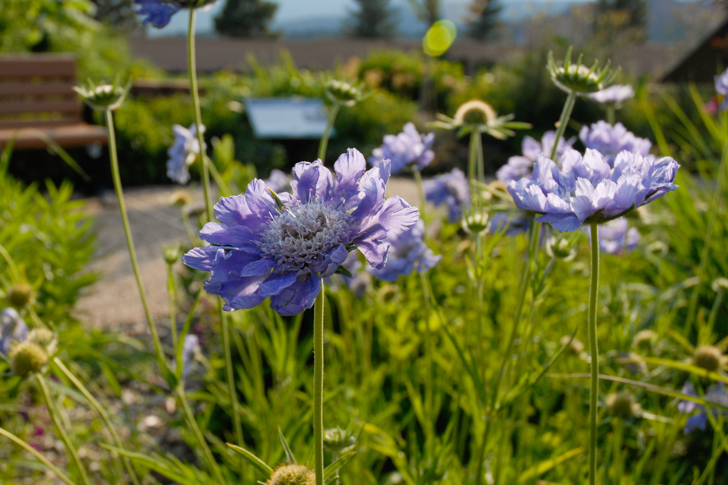 Caucasian Pincushion Flower